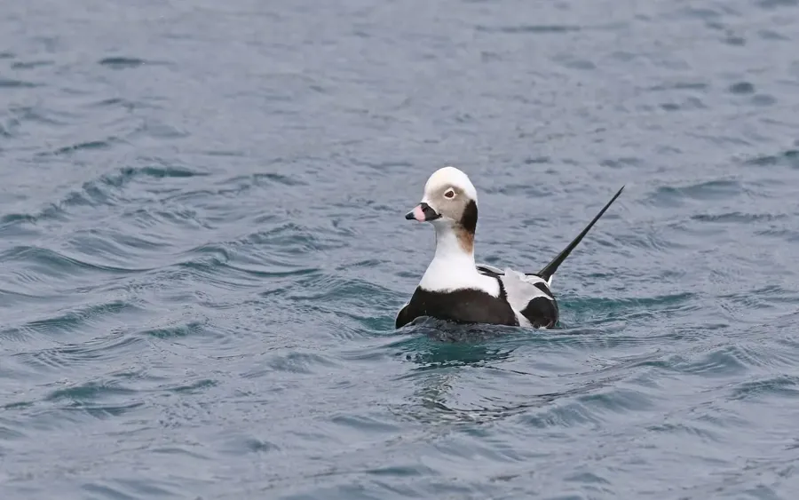 Alfågel