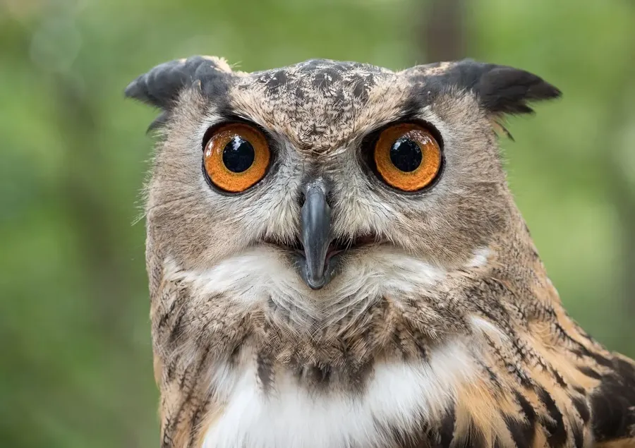 Berguv