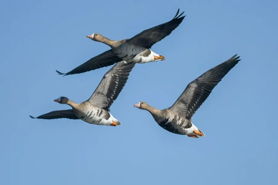 Bläsgås