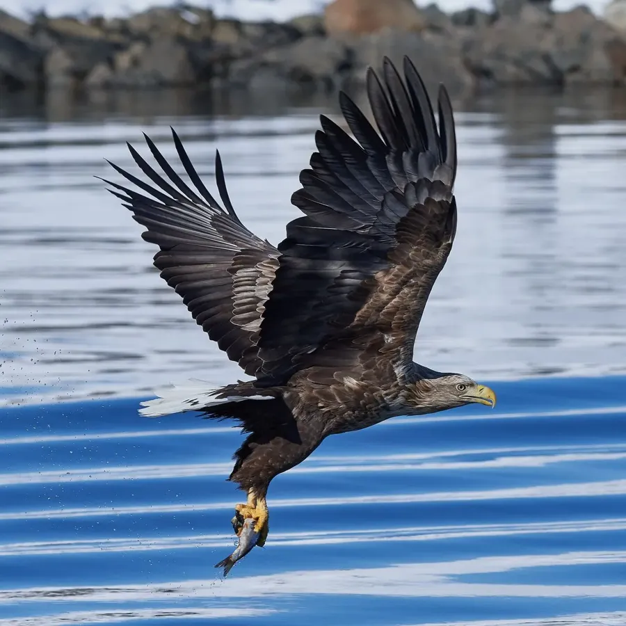 Havsörn