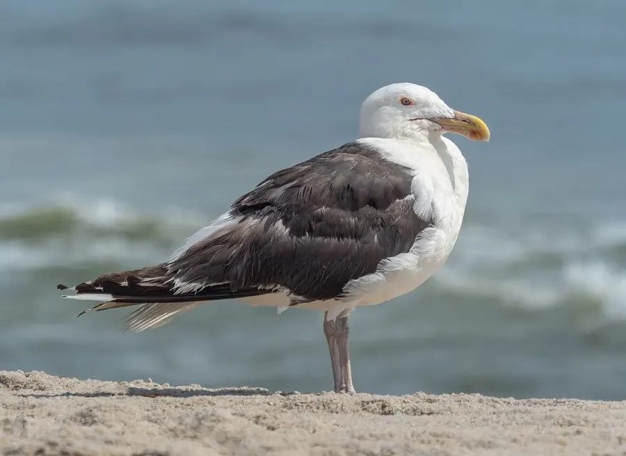 Havstrut
