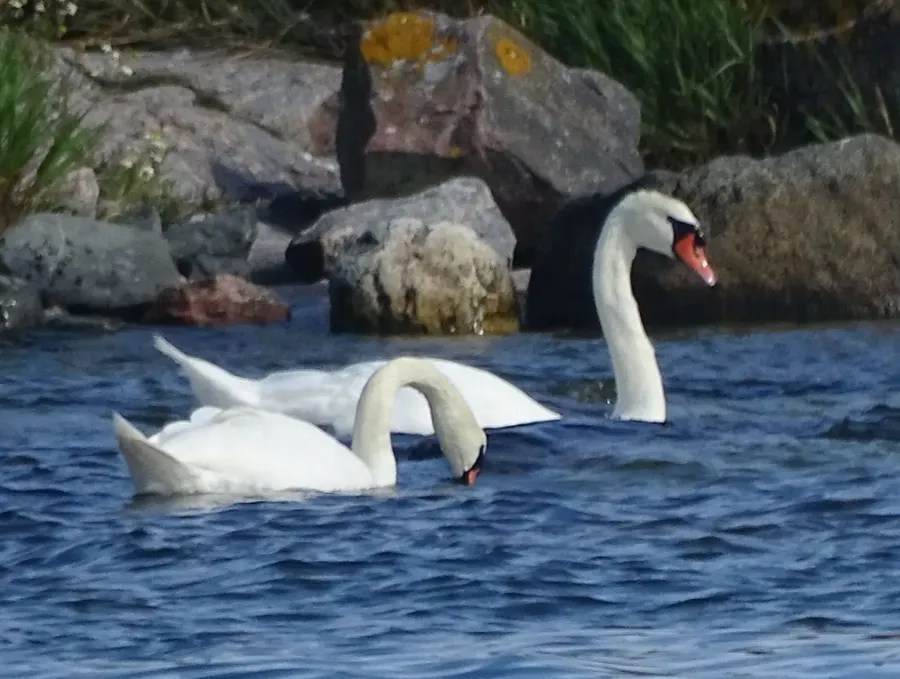 Knölsvan