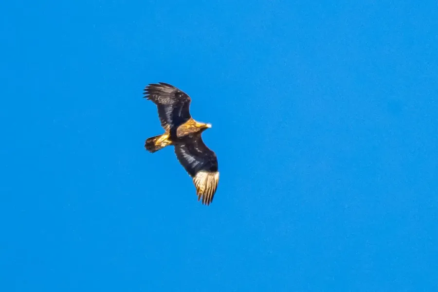Ung kungsörn i flykt