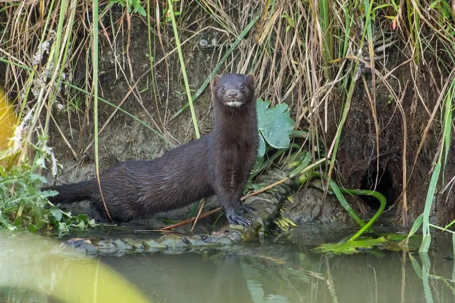 Mink