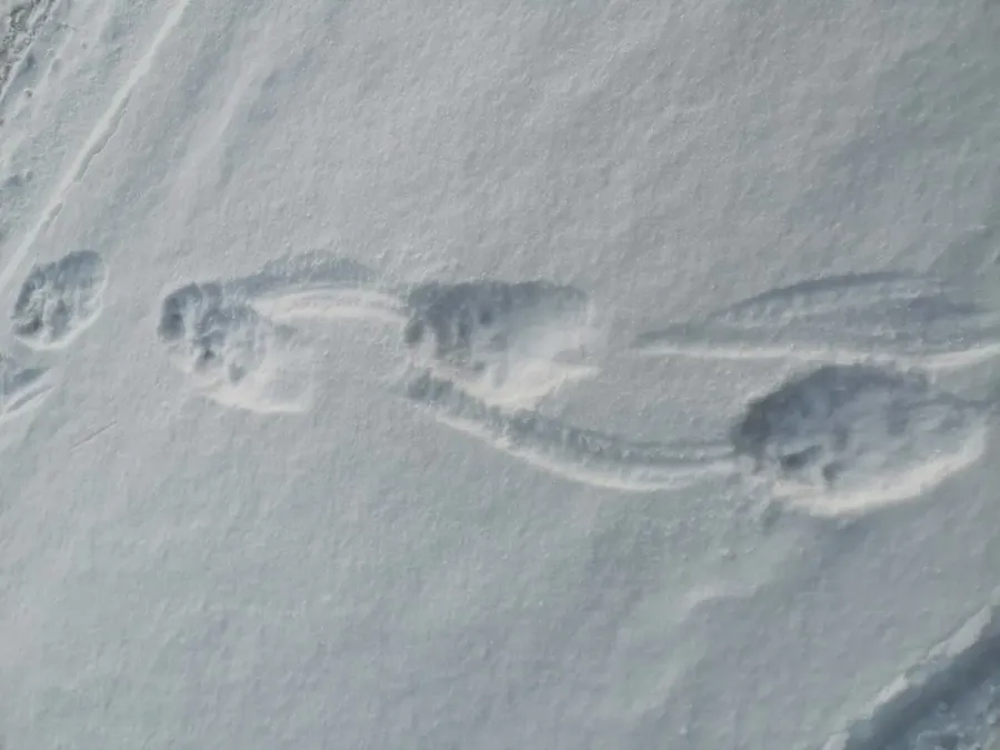 Järvspår i snö