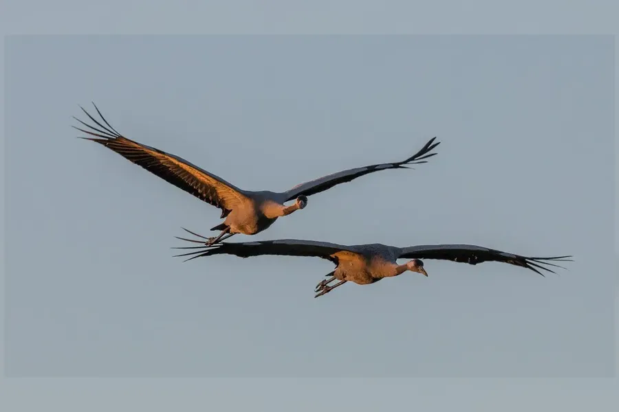 Tranor i flykt